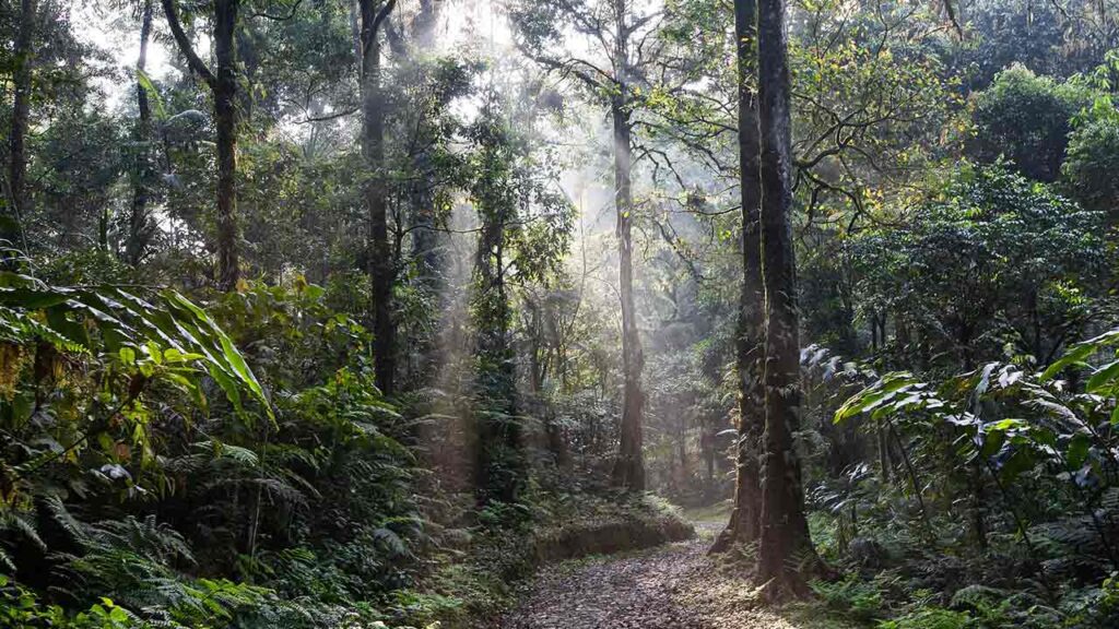 Pildil on vihmamets, mis illustreerib teemat Brasiilia vihmametsad saavad plokiahelalt abi
